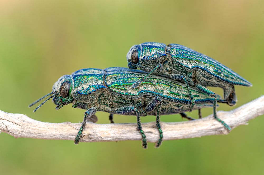 Photograph by Eduardo Muñoz