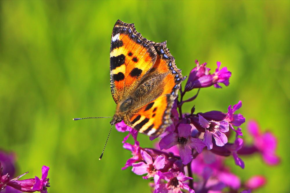 Фотография автора Анатолий Борисов