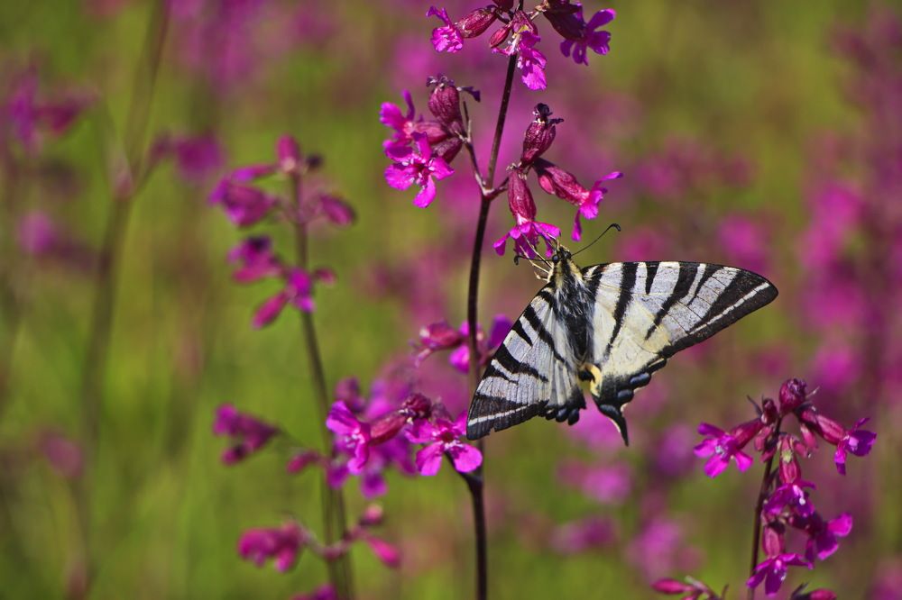Фотография автора Анатолий Борисов