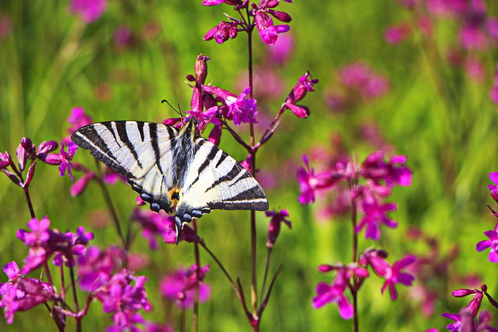 Фотография автора Анатолий Борисов