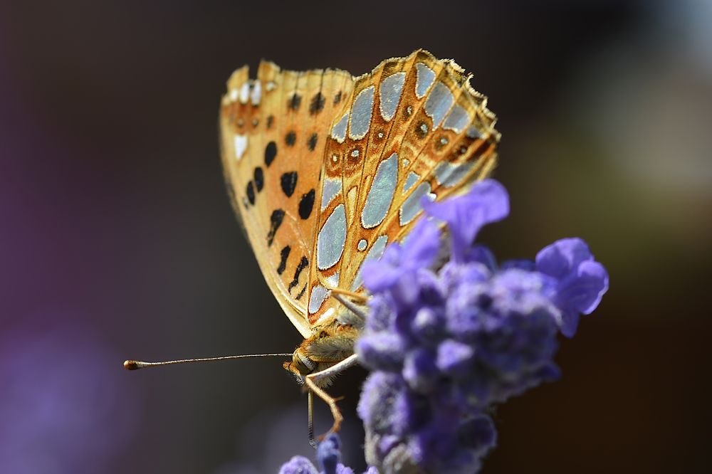 Photograph by Djordje Filipovic