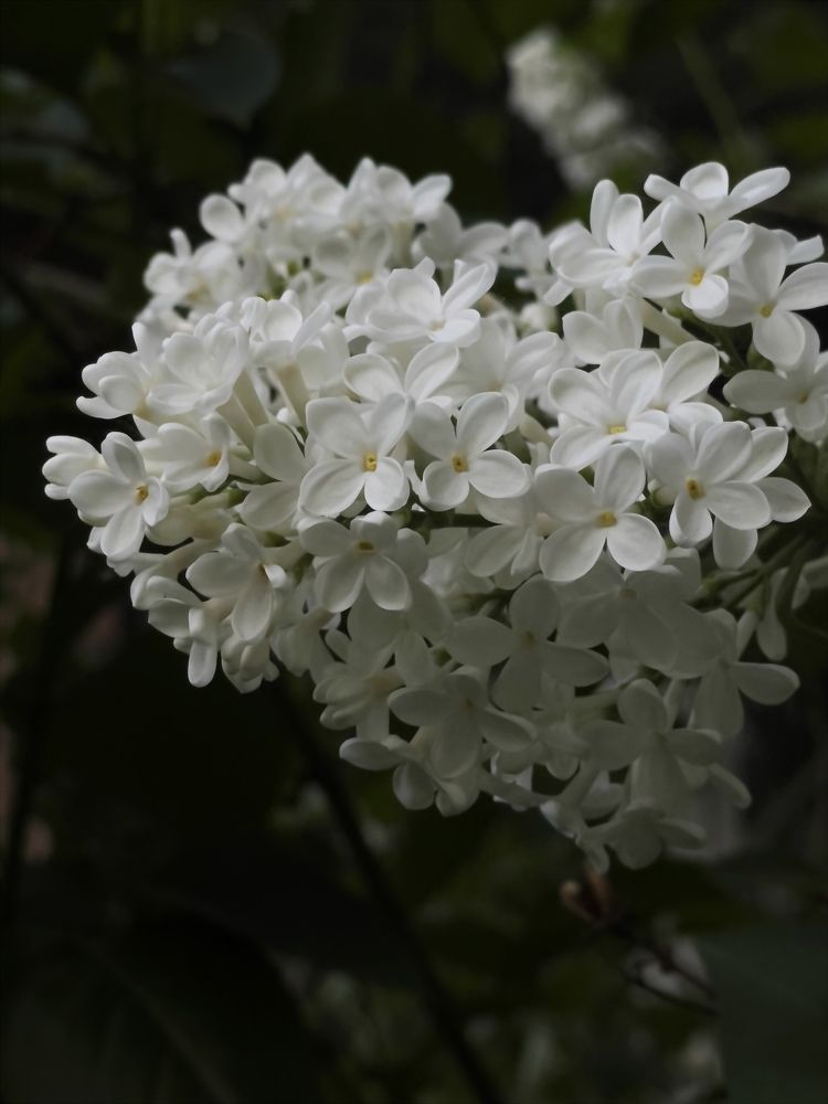 Photograph by Ольга Унутова( Виноградова)