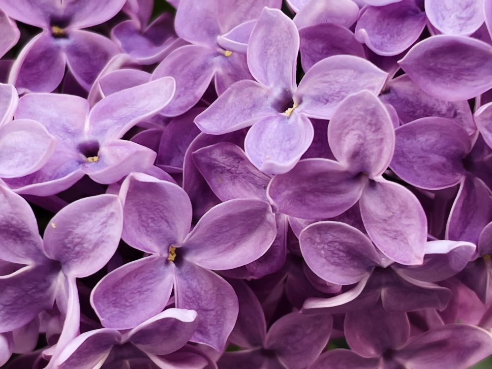 Photograph by Ольга Унутова( Виноградова)