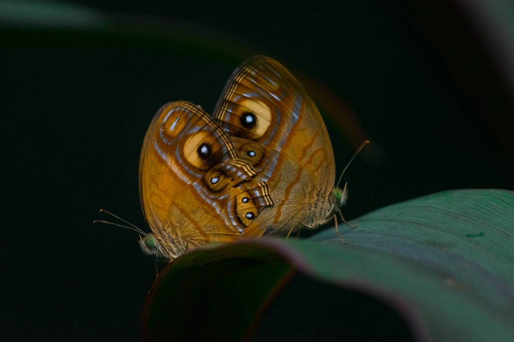 Photograph by Pradeep Hewage