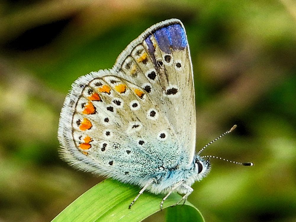 Фотография автора Соколов Владимир