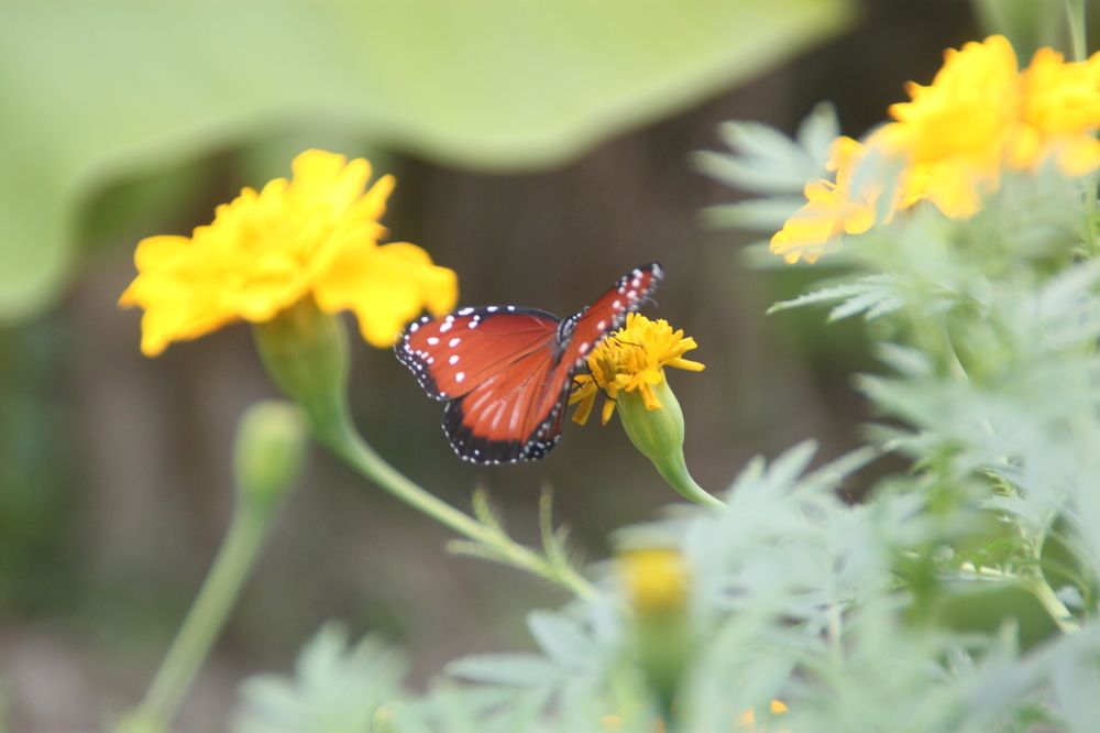 Photograph by Victor Manuel Torno