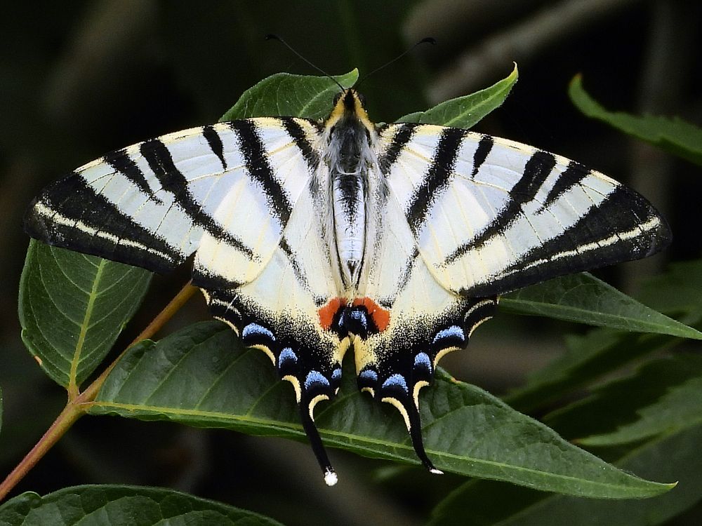 Фотография автора Соколов Владимир