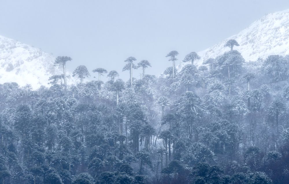 Photograph by Eduardo Muñoz
