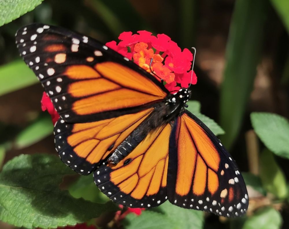 Photograph by Virginia Azocar