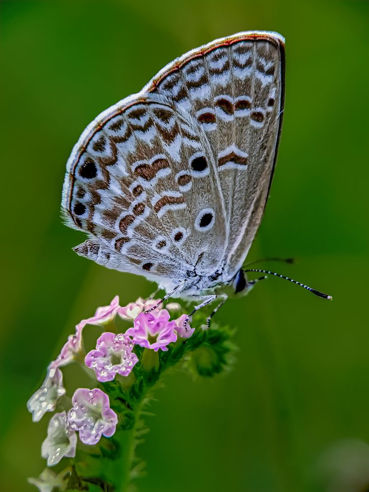 Фотография автора Biplab Hazra