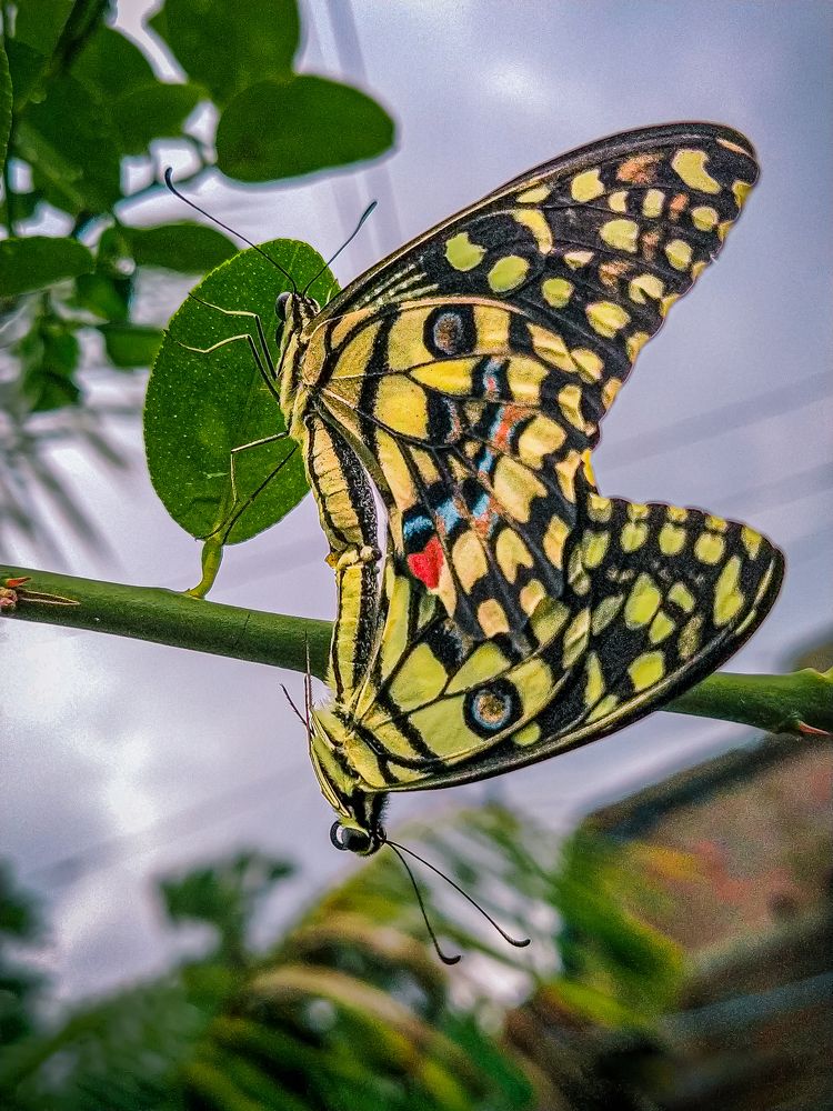 Фотография автора Biplab Hazra