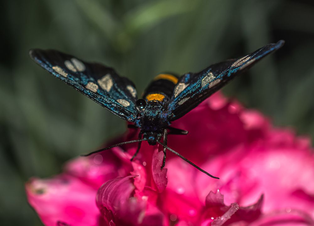 Photograph by Муза Латинская