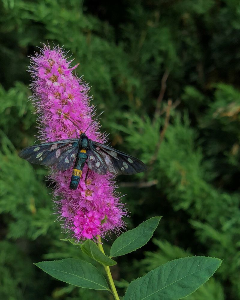 Photograph by Ирина Панюк