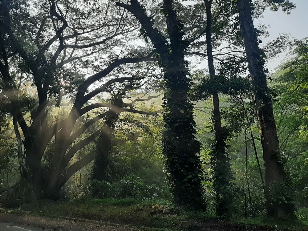 Photograph by Lahiru Prasanna