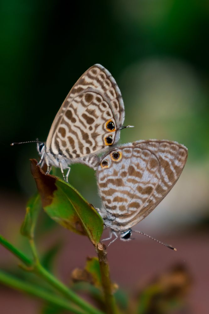 Photograph by Pradeep Hewage