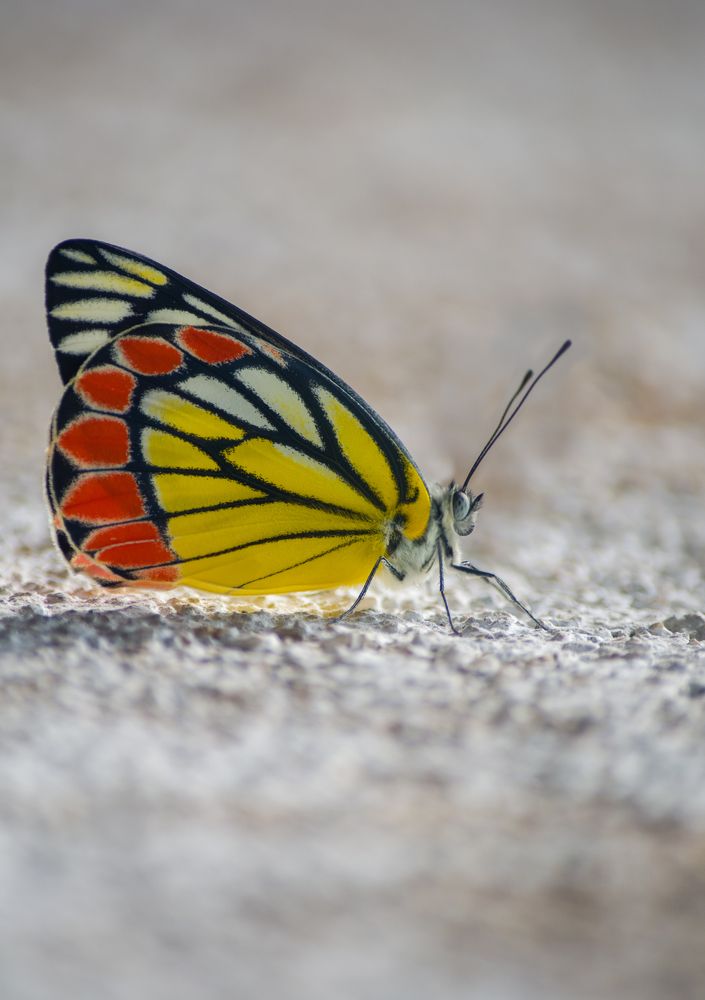 Photograph by Pradeep Hewage