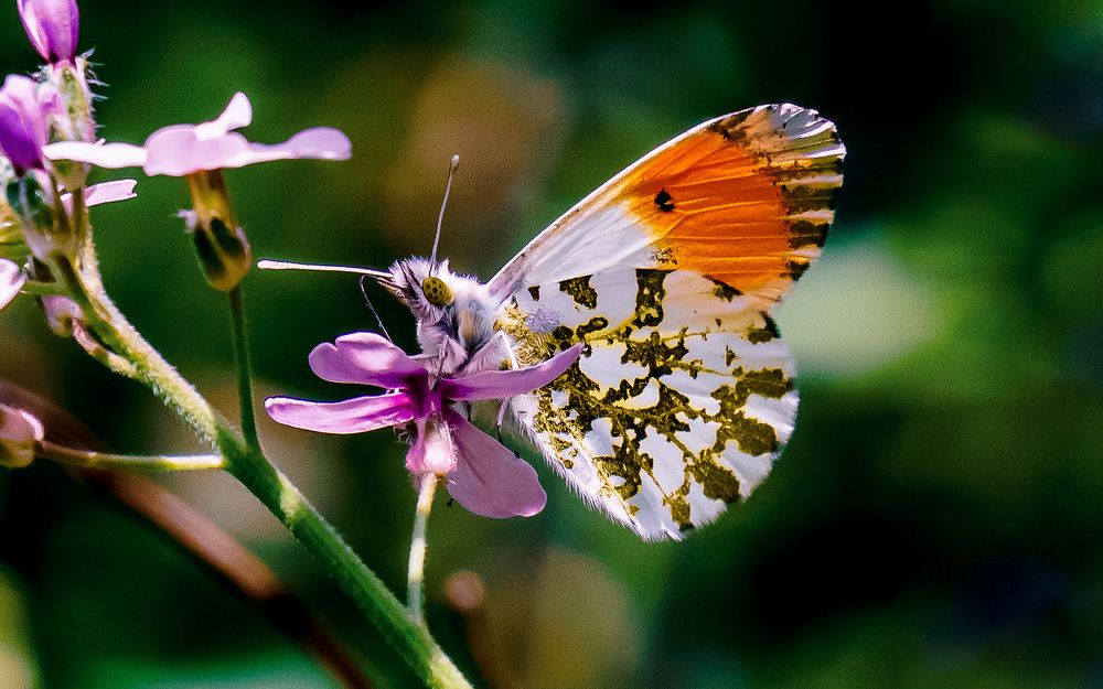 Фотография автора Николай Бологов