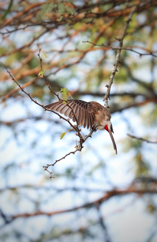 Photograph by Prabhu Mohan