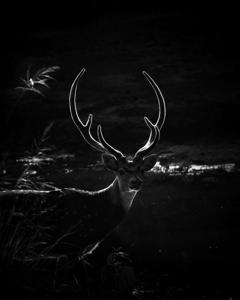 Photograph by Darshan Ganapathy