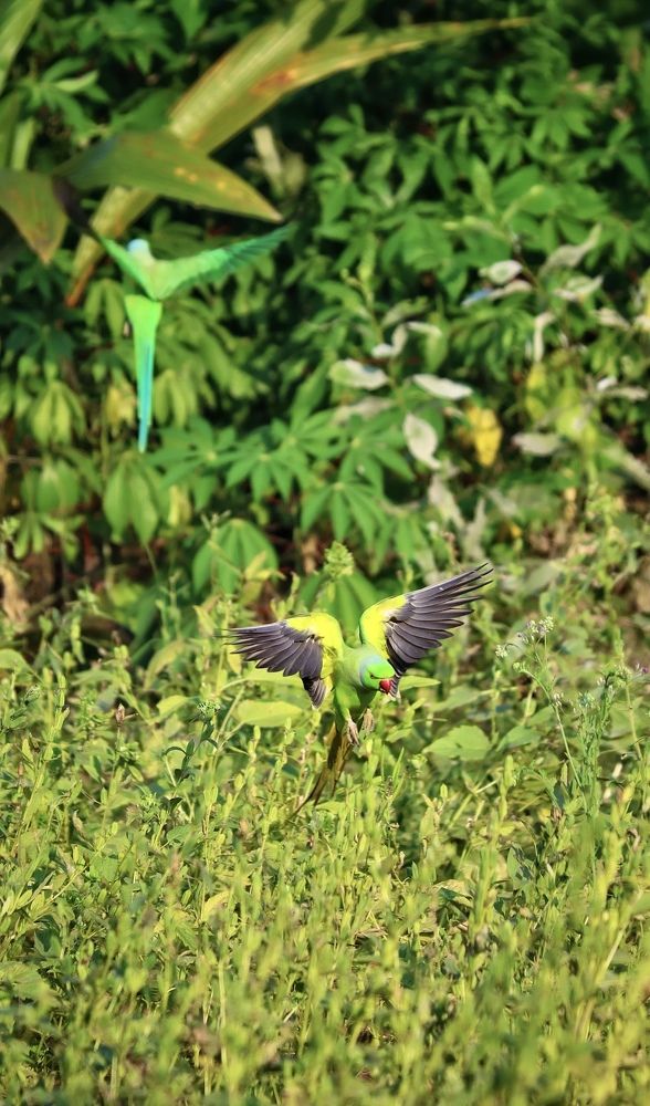 Photograph by Prabhu Mohan
