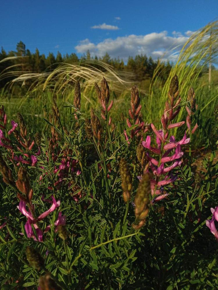 Фотография автора Галина Бисенкулова