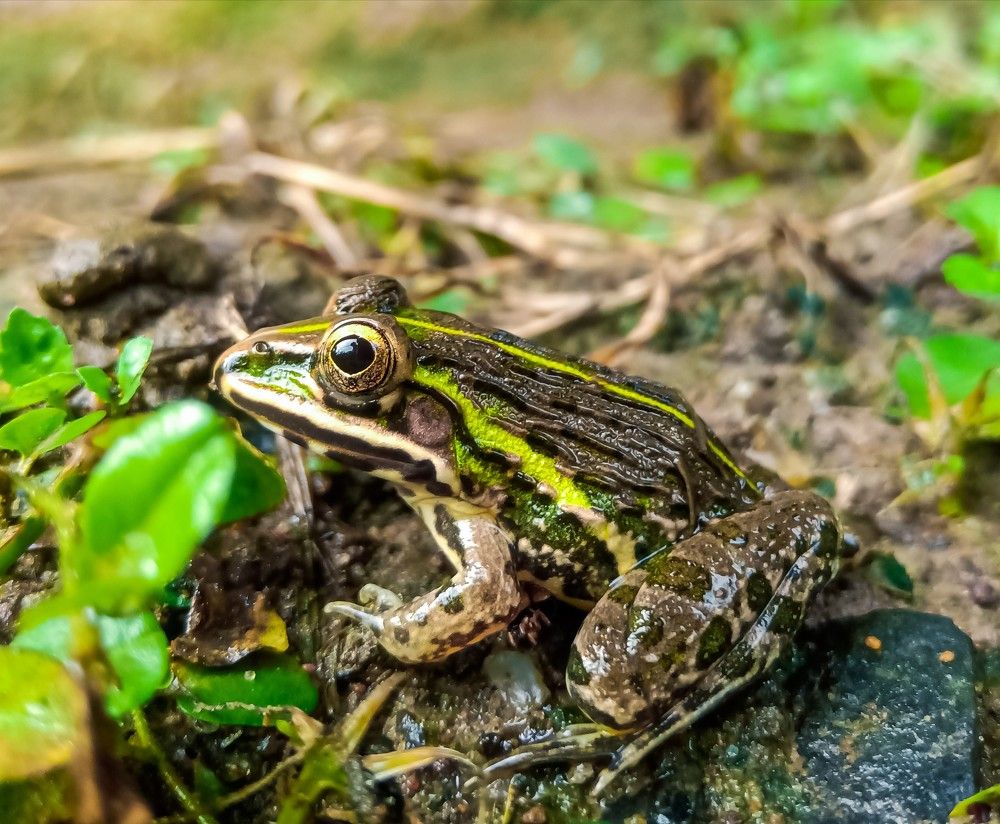 Photograph by Souvik Bhattacharyya