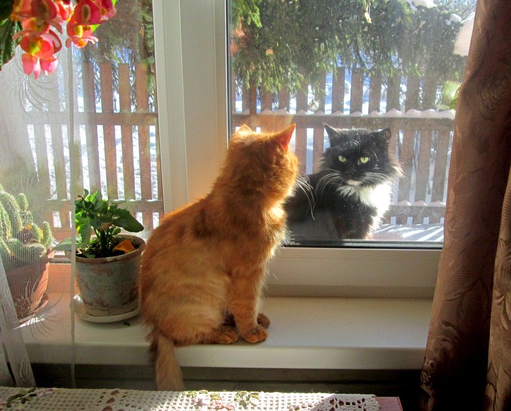 Выходи гулять!