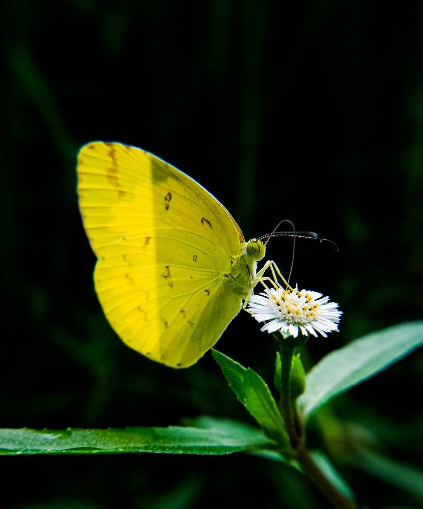Photograph by Souvik Bhattacharyya