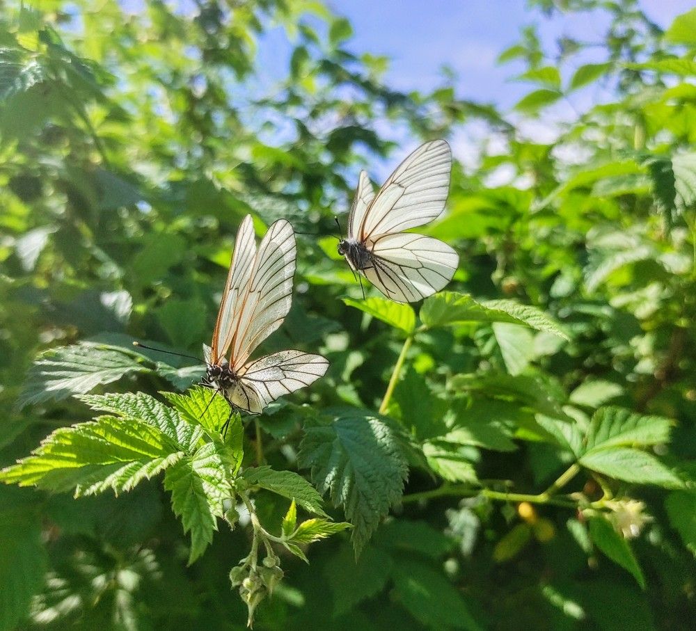 Photograph by Ирина Саттарова