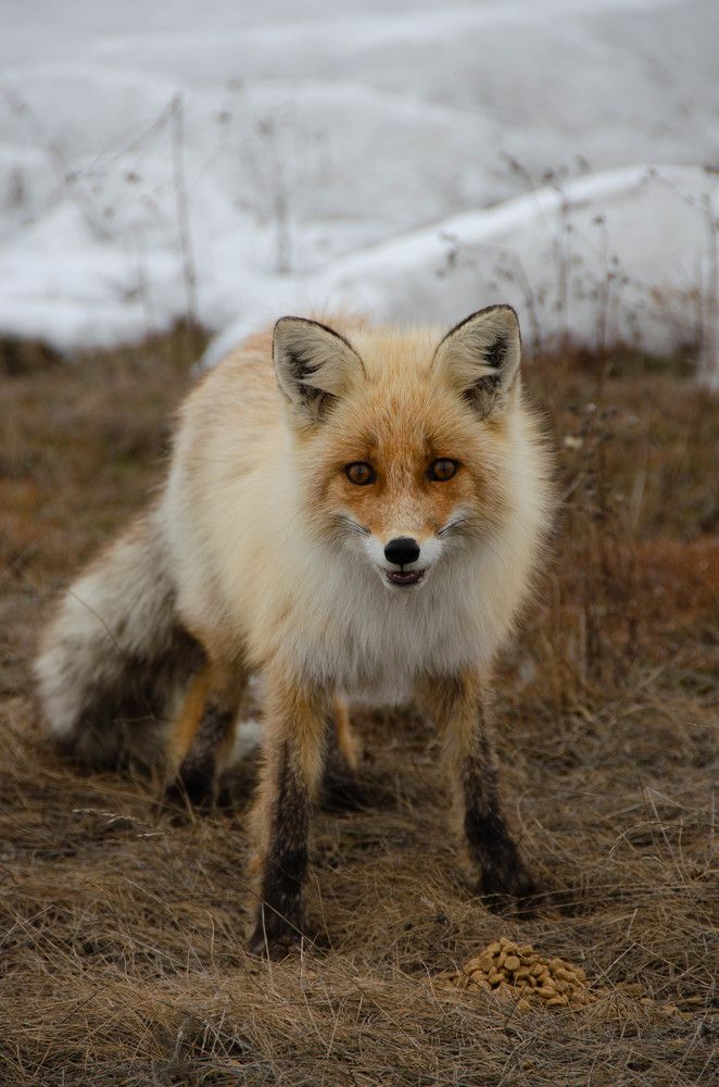 Фотография автора Мария Черница