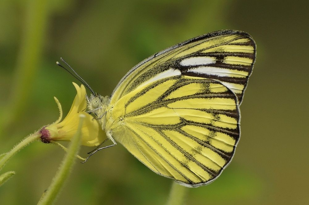 Photograph by Susanjit Saha