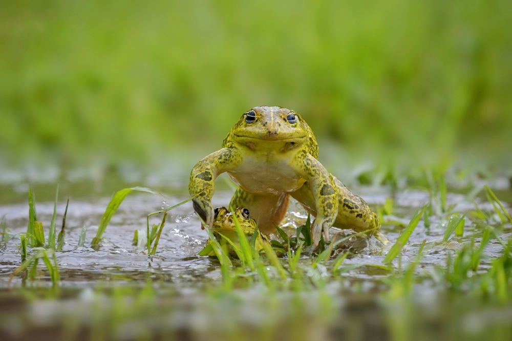 Photograph by Susanjit Saha
