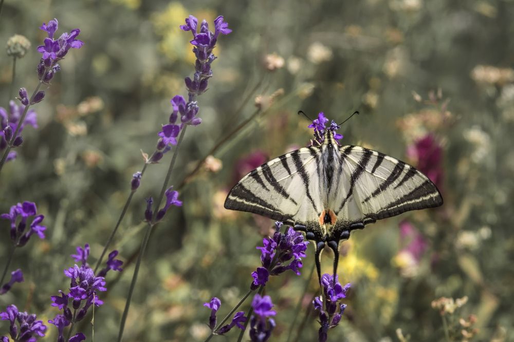 Парусник в лаванде.