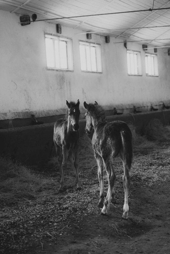 Mirror - two foal baby face to face