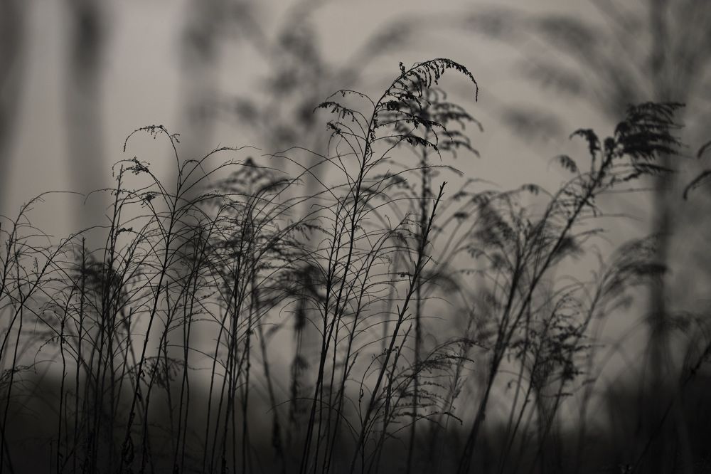 Photograph by Füleki Elvíra
