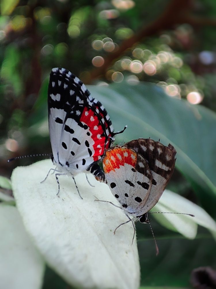 Photograph by Adwaitha Adwu