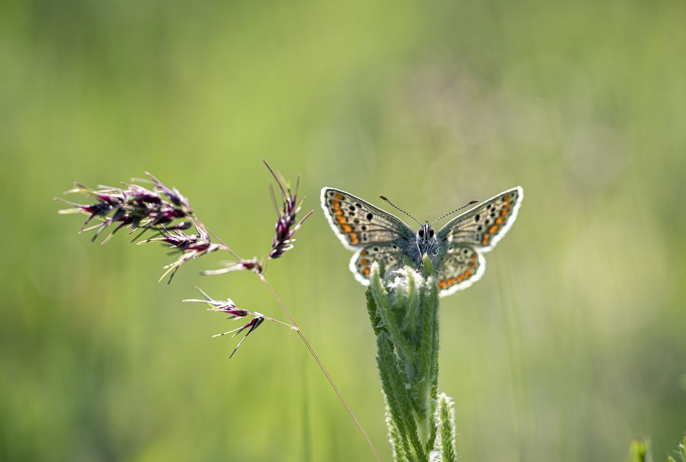 Photograph by Stamen Sotirov