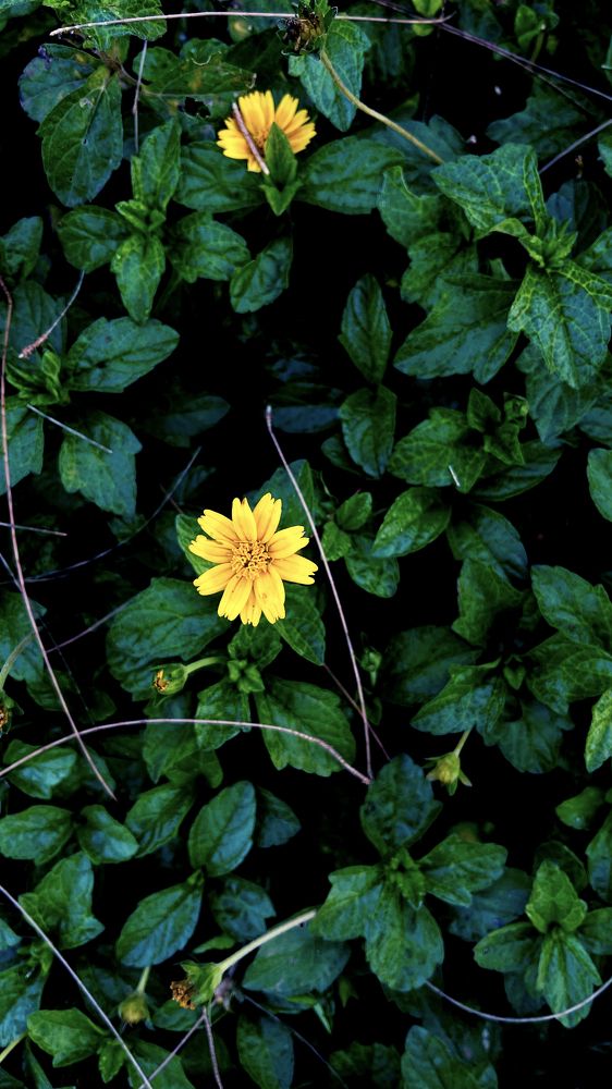 Photograph by Krunal PATEL