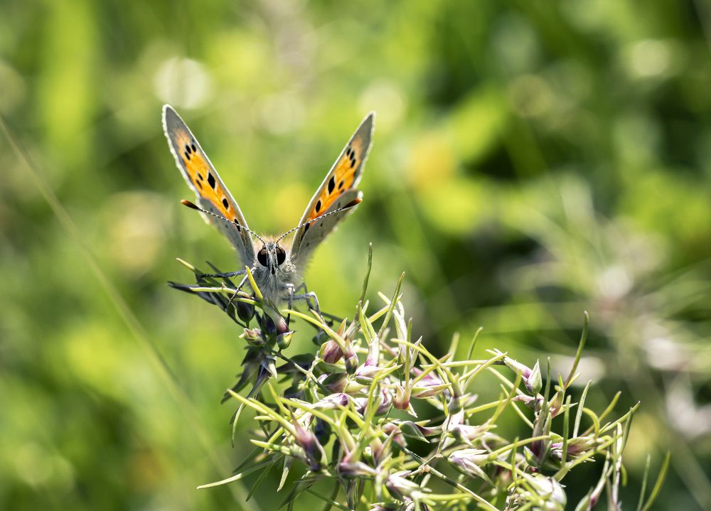 Photograph by Stamen Sotirov