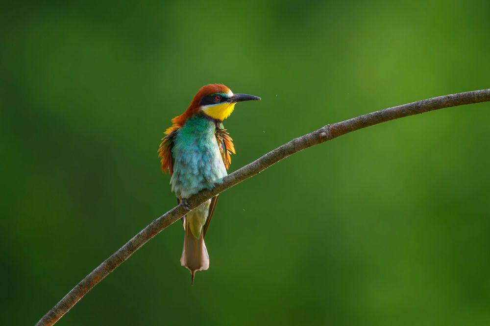 Photograph by Nikolay Hristov