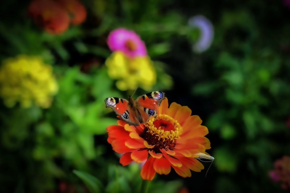 Photograph by Владимир Михайлов