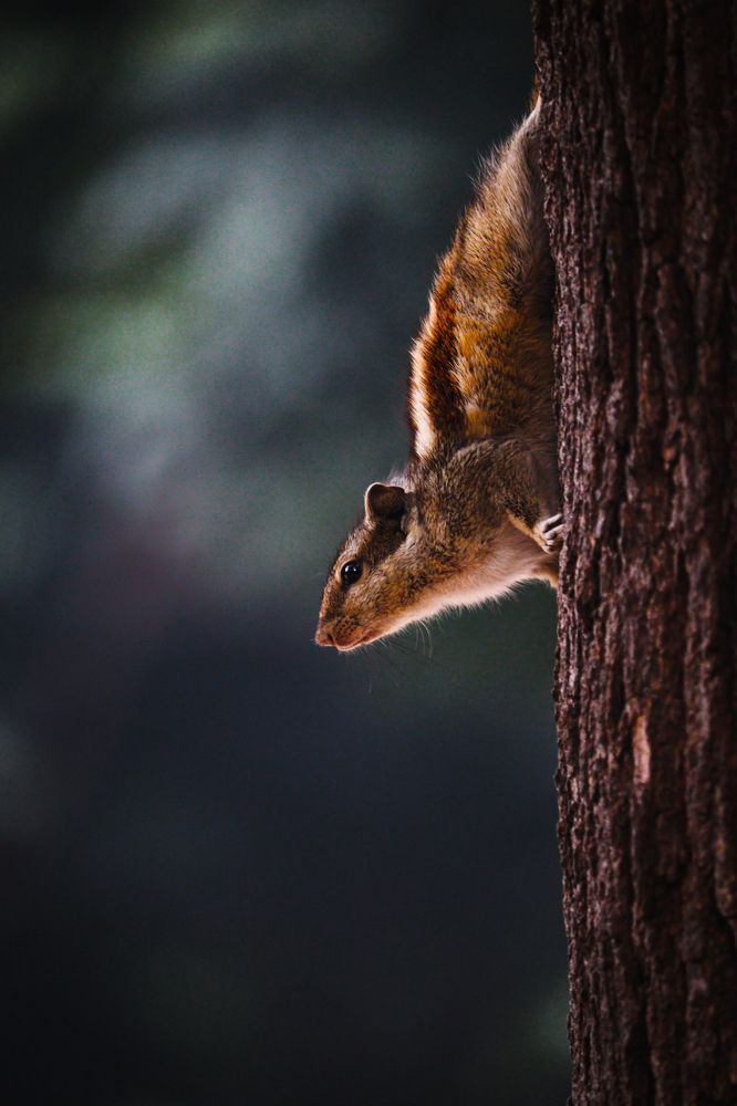 Photograph by Dipan Ghatak