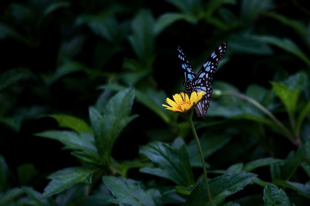 Photograph by Sanyukta Paliya