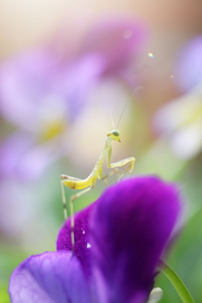 Малыш-богомольчик