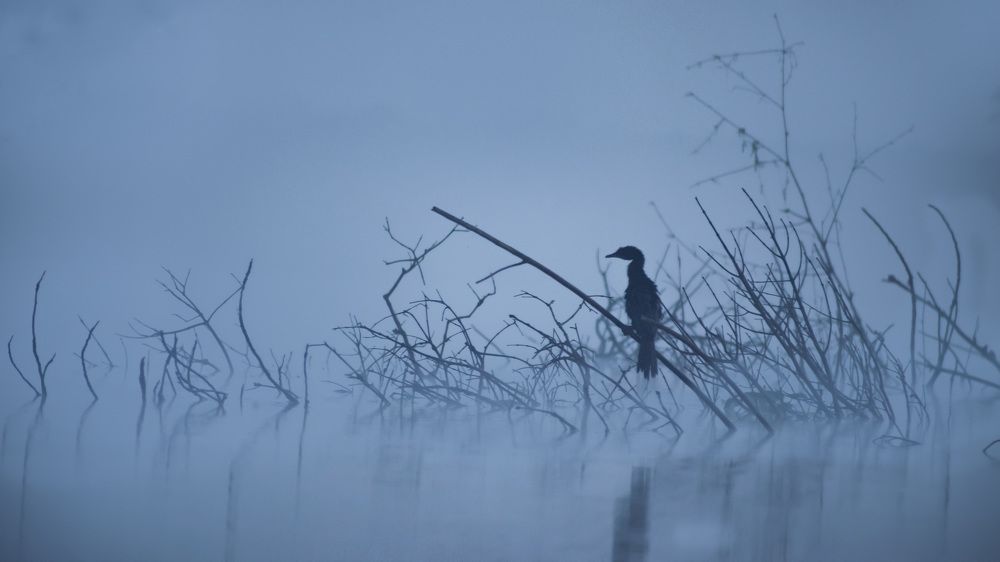 Photograph by Ritabrata Roy Choudhury