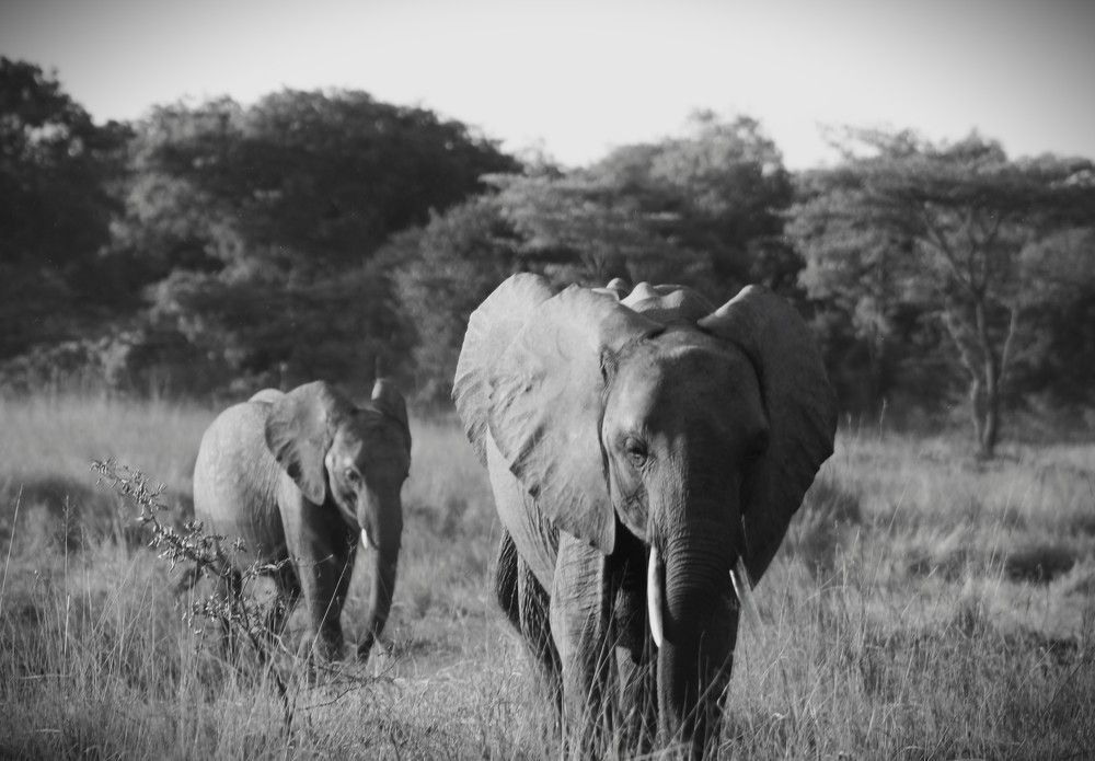 Elephants