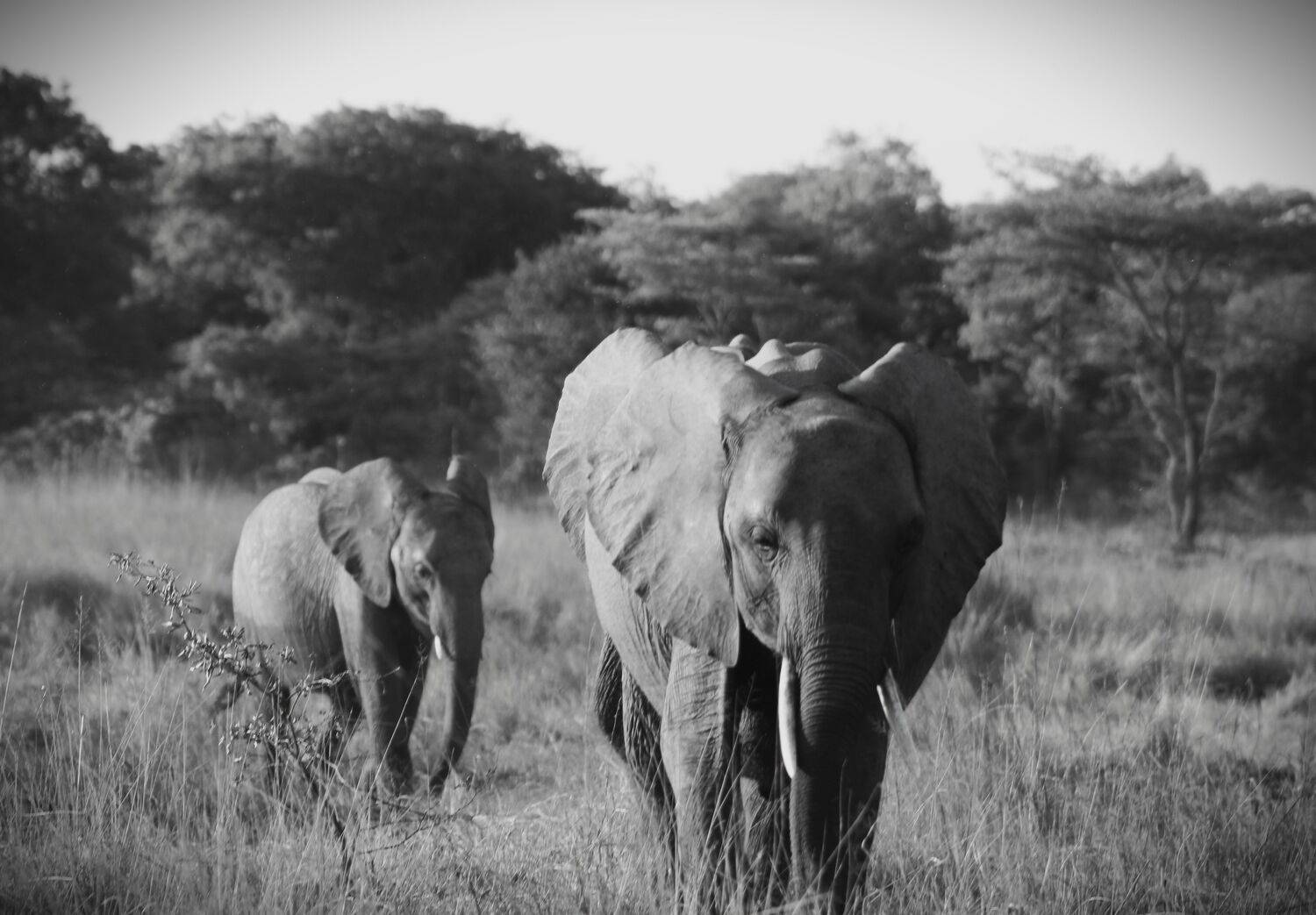 Elephants