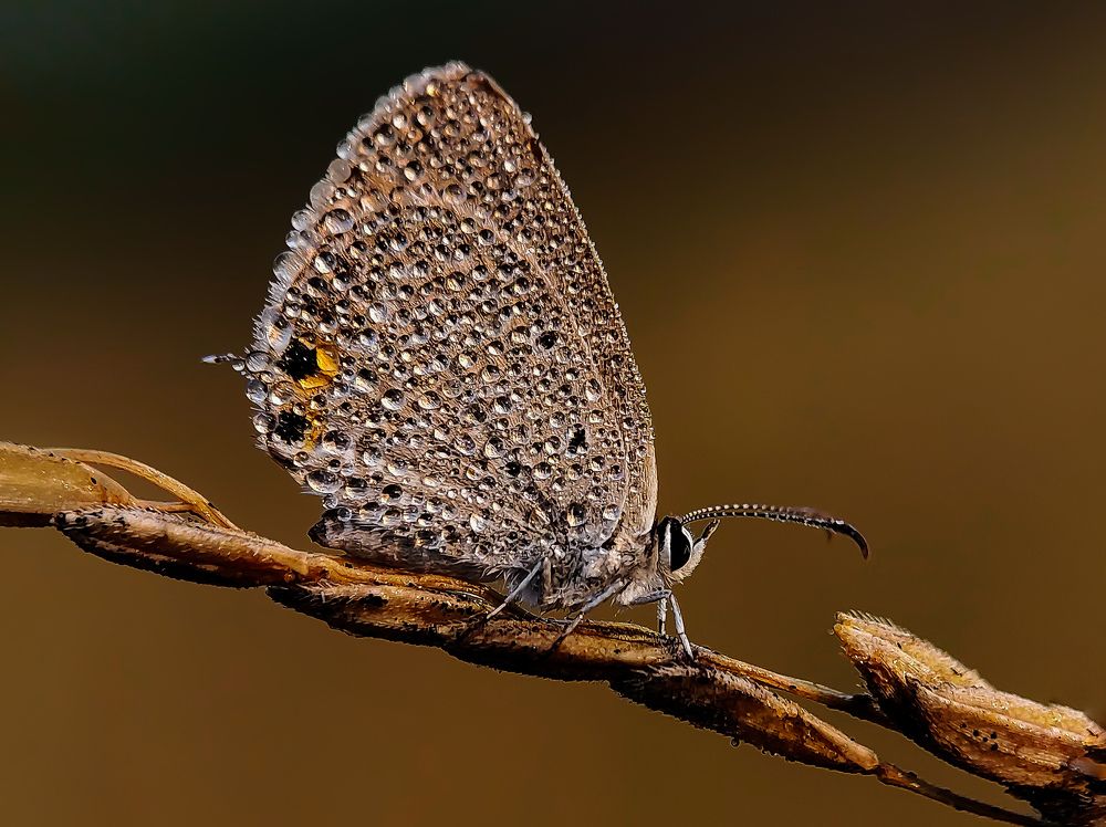 Photograph by Shankhadip Choudhury
