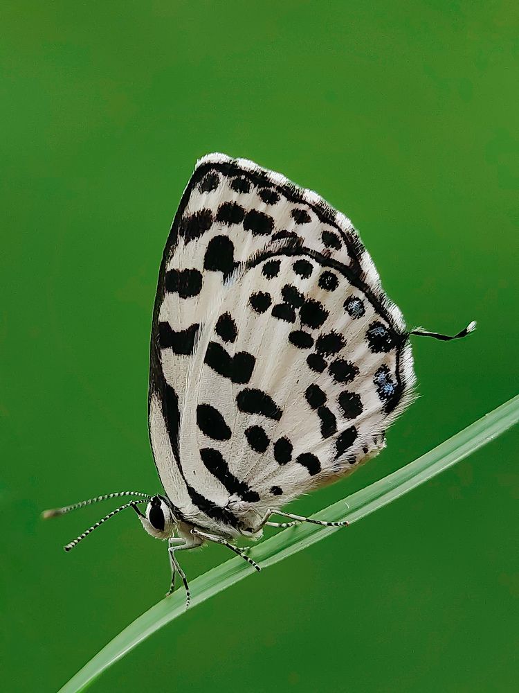 Photograph by Shankhadip Choudhury