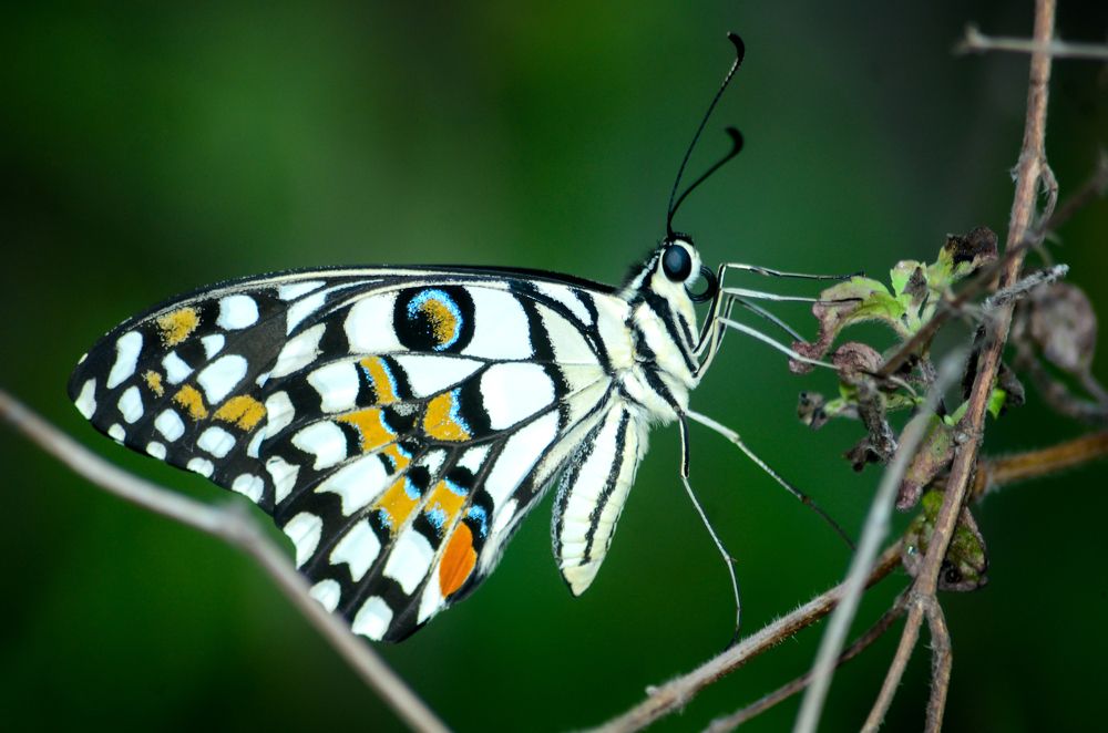 Photograph by ANANTHU RAJEEV